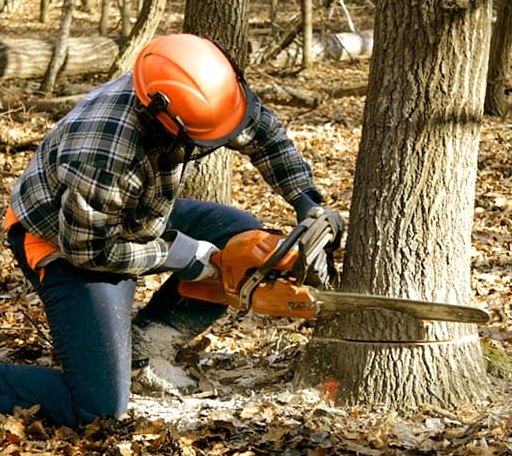 Tree Removal in Skipwith, VA